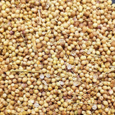 تخم گشنیز مارجان - 500 گرم
